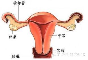 婦科炎癥會自愈嗎（霉菌性婦科炎癥會自愈嗎）