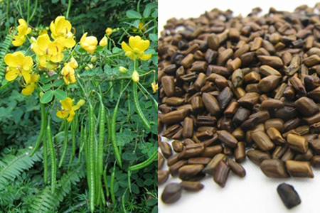 決明子的危害（決明子的危害和好處）