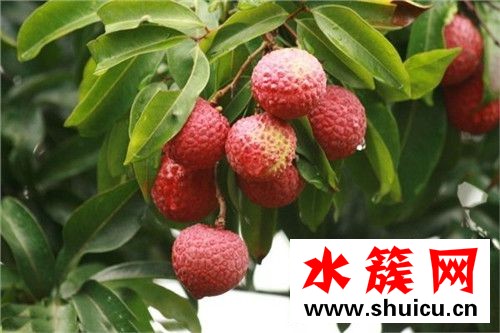 孕婦不能吃哪些水果 孕婦不能吃的十大水果 1、桂圓