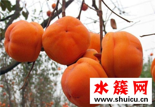 1、<u>紅棗</u>