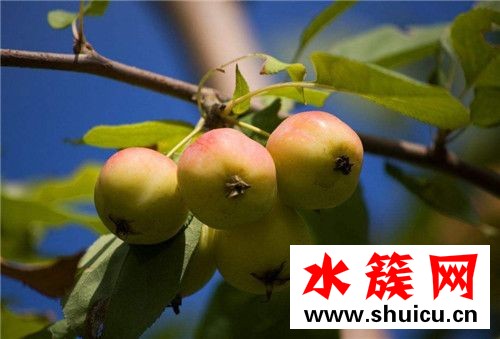 1、<u>紅棗</u>