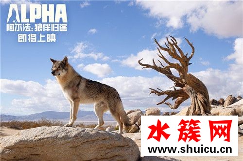 阿爾法:狼伴歸途什么時候上映 阿爾法:狼伴歸途劇情介紹 阿爾法:狼伴歸途什么時候上映