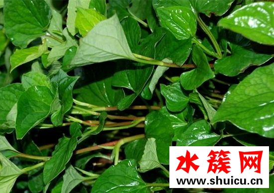 折耳根和魚腥草的區別 折耳根和魚腥草一樣嗎 折耳根和魚腥草的區別