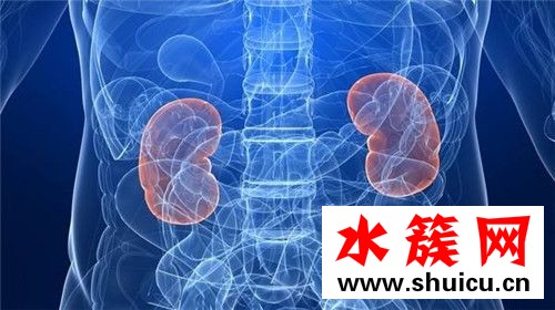 8個信號說明腎臟病了 腎臟應該怎么保養 8個信號說明腎臟病了