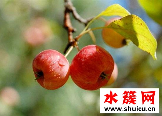 海棠果有什么功效與作用 海棠果有什么營養 海棠果有什么功效