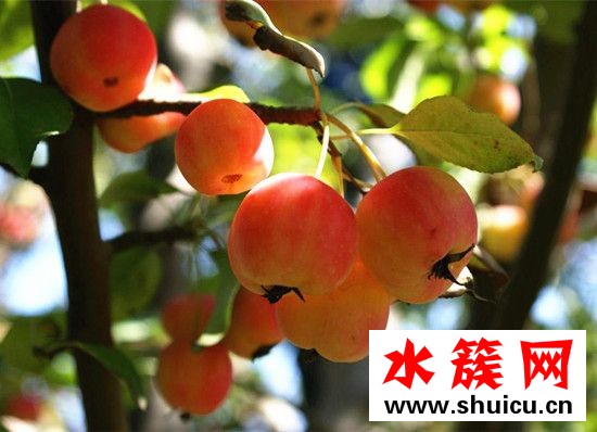 海棠果有什么功效與作用 海棠果有什么營養 海棠果有什么功效