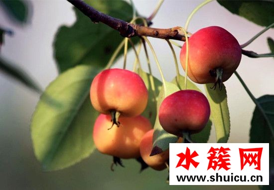 海棠果有什么功效與作用 海棠果有什么營養 海棠果有什么功效