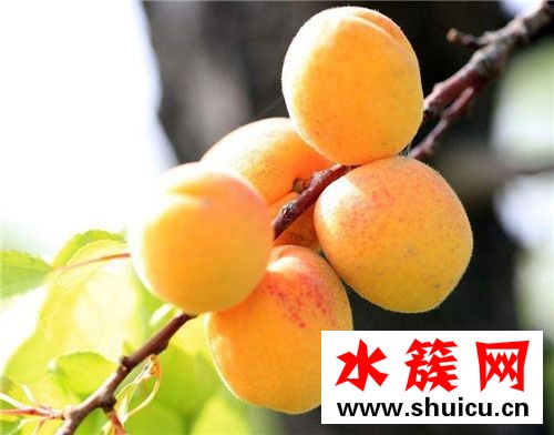 杏子沒熟能吃嗎 杏子沒熟吃了會怎么樣 杏子沒熟能吃嗎