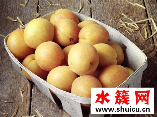 杏子沒熟能吃嗎 杏子沒熟吃了會怎么樣 杏子沒熟能吃嗎