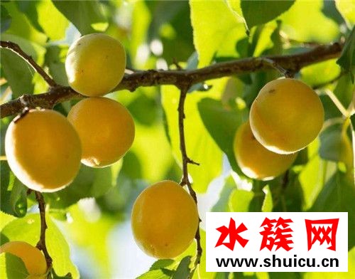 杏子沒熟能吃嗎 杏子沒熟吃了會怎么樣 杏子沒熟能吃嗎