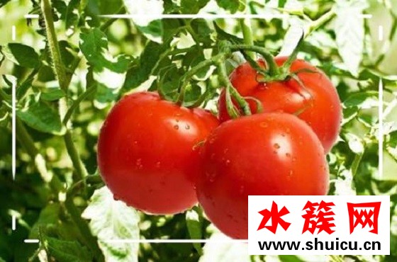 祛斑的方法有哪些,怎樣能快速祛斑 祛斑的方法有哪些,怎樣能快速祛斑