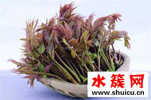 春季養(yǎng)生宜吃什么 春季養(yǎng)生必吃十種食物 春季養(yǎng)生必吃十種食物