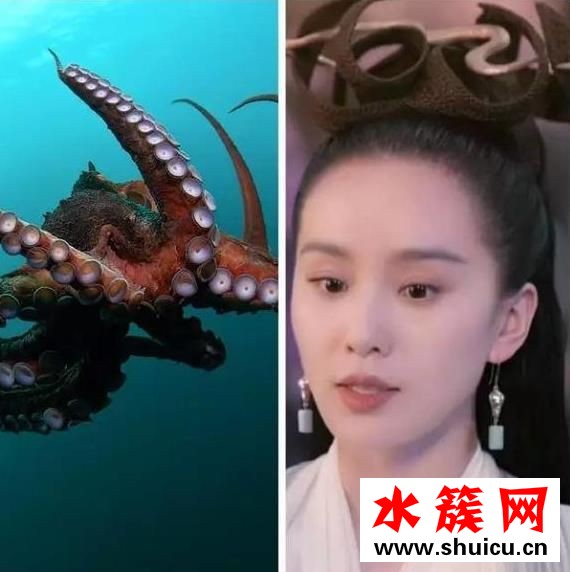 醉玲瓏成海鮮集中營、悟空傳頭發比臉大 最近古裝劇都怎么了? 醉玲瓏成海鮮集中營、悟空傳頭發比臉大 最近古裝劇都怎么了?