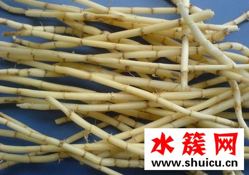 白茅根有什么副作用 白茅根孕婦可以喝嗎 白茅根有什么副作用