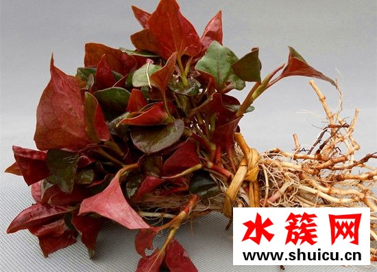 折耳根的功效與作用 折耳根熬水的功效與作用點是什么 折耳根的功效與作用