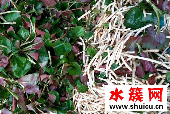 折耳根的功效與作用 折耳根熬水的功效與作用點是什么 折耳根的功效與作用