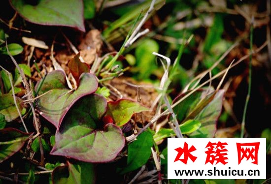 折耳根的功效與作用 折耳根熬水的功效與作用點是什么 折耳根的功效與作用