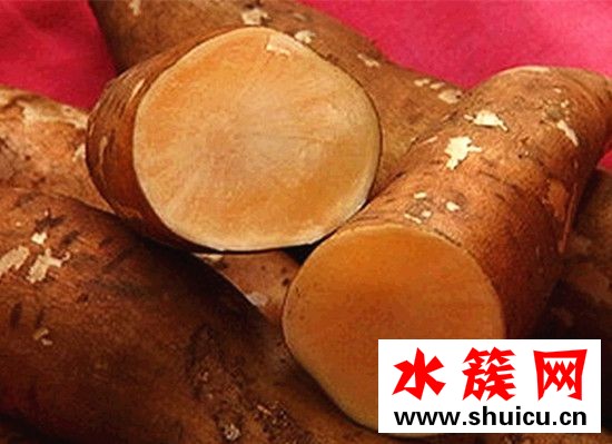 孕婦能吃雪蓮果嗎 雪蓮果孕婦可以生吃嗎 孕婦能吃雪蓮果嗎