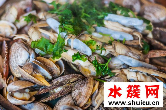 扇貝怎么清洗
