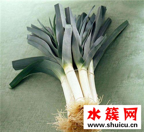 韭蔥是什么 韭蔥和大蔥的區別 韭蔥是什么