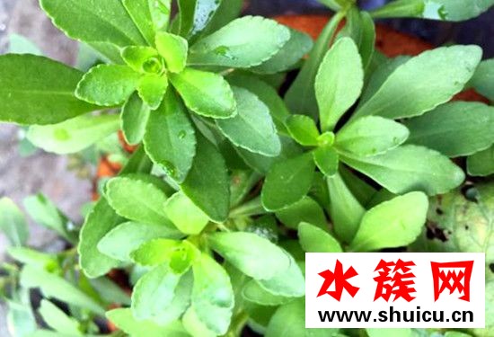 哪些人不能吃救心菜 救心菜有副作用嗎 哪些人不能吃救心菜