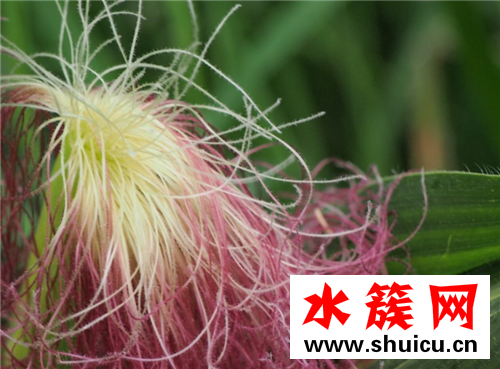 玉米須能降血糖嗎