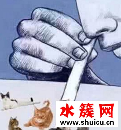 吸貓是什么梗 吸貓是什么意思 吸貓是什么梗