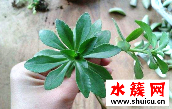 救心菜的功效與作用