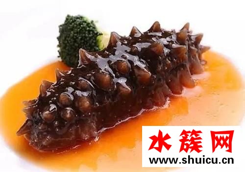 海參可以生吃嗎 海參可以天天吃嗎 海參可以生吃嗎