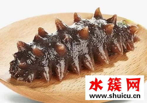 海參可以生吃嗎 海參可以天天吃嗎 海參可以生吃嗎