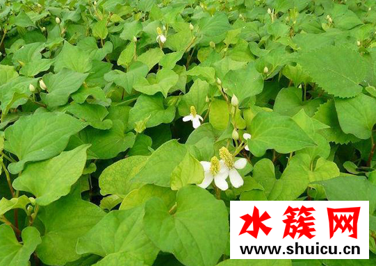 吃魚腥草有什么好處