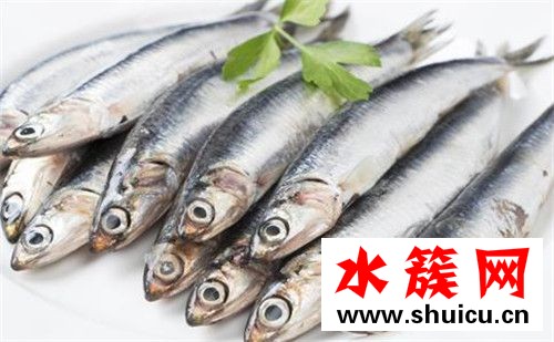 孕婦不能吃4種魚的圖片