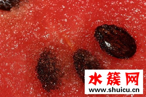 孕婦可以吃芒果嗎?孕婦吃什么水果好 孕婦可以吃芒果嗎