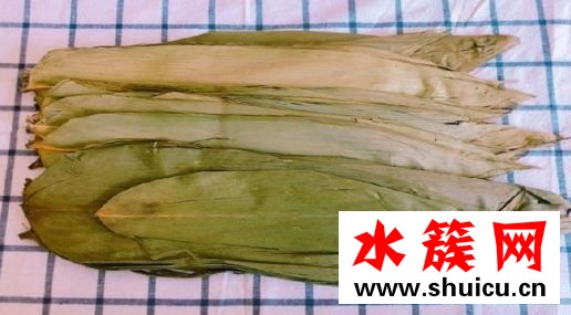 包粽子粽葉老爛怎么辦