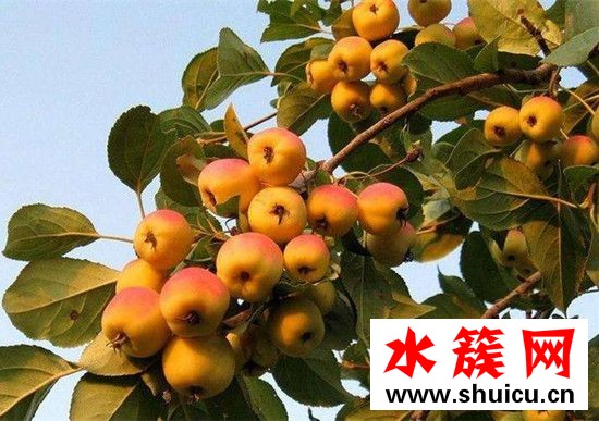 海棠果是熱性還是涼性