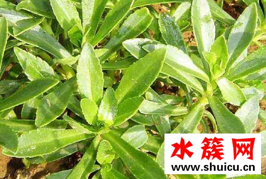 救心菜多少錢一斤 救心菜價格多少錢2017 救心菜多少錢一斤