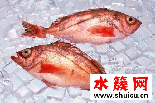 孕婦缺碘吃什么補(bǔ)最快