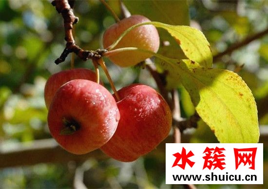 海棠果好吃嗎 海棠果是什么味道 海棠果好吃嗎