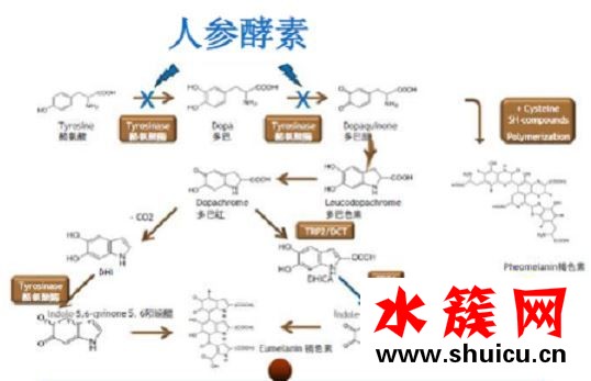 老牌國貨美白黑科技，國潮護膚新榜樣