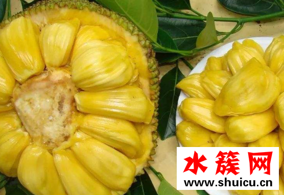 菠蘿蜜和榴蓮的區(qū)別