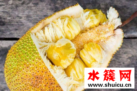 菠蘿蜜和榴蓮的區(qū)別