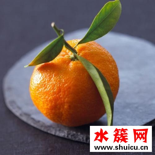 椪柑和橘子的區別