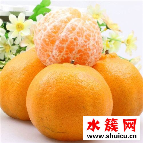 椪柑和橘子的區別