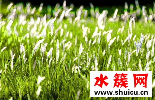 芒種節氣如何養生