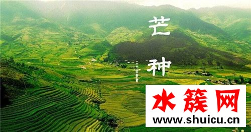 芒種節氣如何養生