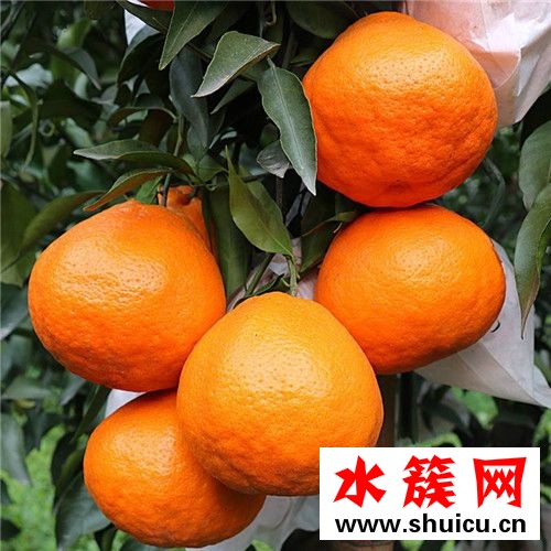 丑橘是熱性還是涼性