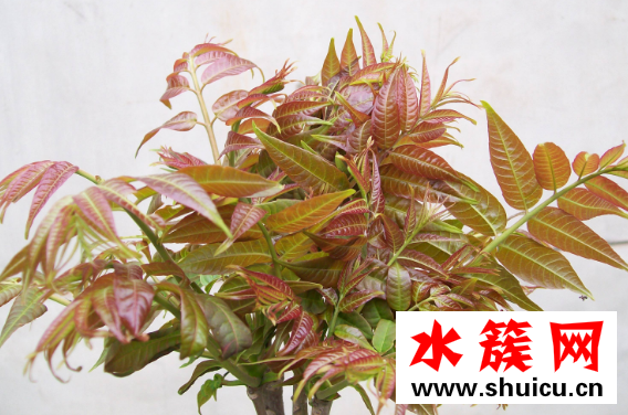 香椿可以曬干保存嗎