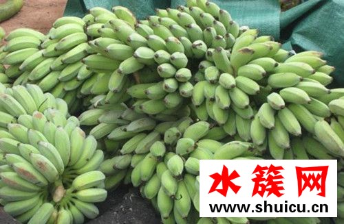 寶寶可以吃芭蕉嗎 寶寶吃芭蕉會上火嗎 芭蕉是熱性還是寒性 寶寶可吃芭蕉嗎