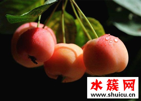 海棠果能吃嗎 海棠果能直接吃嗎 海棠果能吃嗎