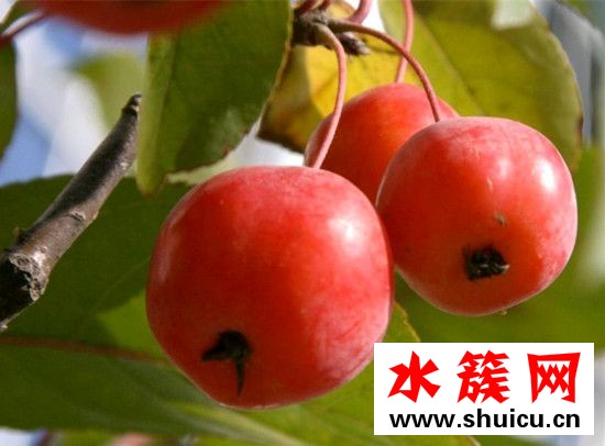 海棠果能吃嗎 海棠果能直接吃嗎 海棠果能吃嗎